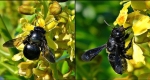A photo of a Carpenter bee.