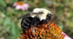 A photo of a Carpenter bee.