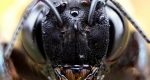Eastern carpenter bee (Xylocopa virginica) head, showing strong mandibles used for chewing. Two antennae, two compound eyes, and three ocelli (simple eyes in a triangle on top of its head) are also visible. 