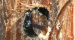 An adult female chewing a tunnel. Bottom.   Developing larvae in brood cells; cell walls are made with sawdust from tunnel-making.