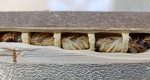 triangle on top of its head) are also visible. Right. An adult female chewing a tunnel. Bottom.   Developing larvae in brood cells; cell walls are made with sawdust from tunnel-making.