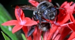 outhern Carpenter Bee (Xylocopa micans) searching for nectar .