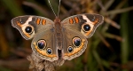 The common buckeye (Junonia coenia) is native to New Jersey.