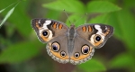 An image showcasing the eyespots on both the front and back wings of the common buckeye. 