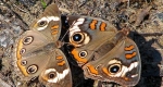 Two buckeyes displaying slight color and pattern variations that can often be seen within this species. 