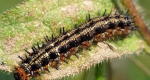 Common buckeye in its larval stage on a leaf. 