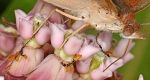The common buckeye extends its straw-like proboscis into the flower of a milkweed plant, which is native to New Jersey. 