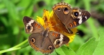 Two buckeye butterflies consuming nectar, using their straw-like proboscis, from their main host plant, the plantain. 
