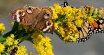 A common buckeye on goldenrod, alongside its fellow pollinators in Cape May, NJ. 
