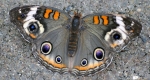 A common buckeye sucking nutrients from damp soil by extending its proboscis. 