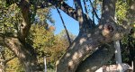 An image of the crabapple tree in the Rowan University Arboretum, Glassboro New Jersey.