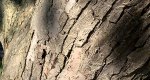 An image of the bark of the crabapple tree in the Rowan University Arboretum, Glassboro New Jersey.