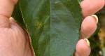 An image of the leaf of the crabapple tree in the Rowan University Arboretum, Glassboro New Jersey.