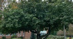 An image of the crabapple tree in the Rowan University Arboretum, Glassboro New Jersey.