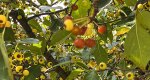 An image of the fruits of the crabapple tree in the Rowan University Arboretum, Glassboro New Jersey.