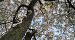 An image of the branches of the crabapple tree in the spring in the Rowan University Arboretum, Glassboro New Jersey.