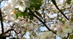 An image of the flowers of the crabapple tree in the spring in the Rowan University Arboretum, Glassboro New Jersey.