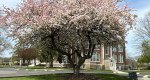 An image of the crabapple tree in spring in the Rowan University Arboretum, Glassboro New Jersey.