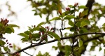 Image of Crabapple Flower and Buds in the Rowan University Arboretum, Glassboro New Jersey.
