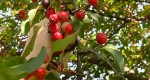An image of the fruits of the crabapple tree in the Rowan University Arboretum, Glassboro New Jersey.