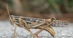  Not a cricket, but a grasshopper is photographed above. Since they are in the same order, it makes sense to mistake crickets for grasshoppers. Their wings are held tent-like above the body that come to a point, and are typically larger