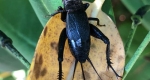 The dorsal side of a cricket with its two long hind-legs and antennae visible. 