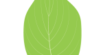 Flowering Dogwood Leaf Illustration