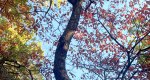 An image of the Dogwood tree branches and leaves during fall in the Rowan University Arboretum, Glassboro New Jersey.