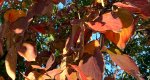 An image of the Dogwood tree leaves in fall in the Rowan University Arboretum, Glassboro New Jersey.