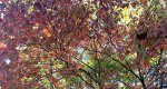 An image of the Dogwood tree leaves in fall in the Rowan University Arboretum, Glassboro New Jersey.