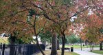 An image of the Dogwood tree in the Rowan University Arboretum, Glassboro New Jersey.