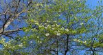An image of the flowering dogwood in early spring with flowers in the Rowan University Arboretum, Glassboro New Jersey.