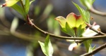 An image of the flowering dogwood flowers and leaves in the Rowan University Arboretum, Glassboro New Jersey.