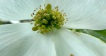 An image of the flowering dogwood flower in the Rowan University Arboretum, Glassboro New Jersey.