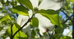 An image of the flowering dogwood flower in the Rowan University Arboretum, Glassboro New Jersey.