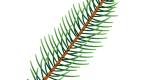 Douglas Fir Needles Illustration