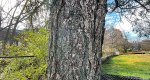 An image of the douglas fir trunk in the Rowan University Arboretum, Glassboro New Jersey.