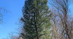 An image of the douglas fir tree in the Rowan University Arboretum, Glassboro New Jersey.