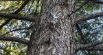 An image of the douglas fir trunk leaking sap in the Rowan University Arboretum, Glassboro New Jersey.