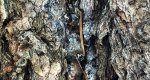 An image of the douglas fir trunk leaking sap in the Rowan University Arboretum, Glassboro New Jersey.