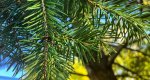 An image of the douglas fir needles in the Rowan University Arboretum, Glassboro New Jersey.