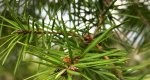 An image of the douglas fir needles in the Rowan University Arboretum, Glassboro New Jersey.