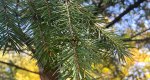 An image of the douglas fir needles in the Rowan University Arboretum, Glassboro New Jersey.