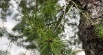 An image of the douglas fir needles in the Rowan University Arboretum, Glassboro New Jersey.