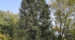 An image of the douglas fir tree in the Rowan University Arboretum, Glassboro New Jersey.