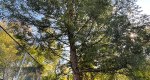 An image of the douglas fir tree in the Rowan University Arboretum, Glassboro New Jersey.