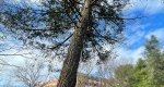 An image of the douglas fir tree in the Rowan University Arboretum, Glassboro New Jersey.