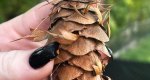 An image of the douglas fir female cone in the Rowan University Arboretum, Glassboro New Jersey.