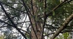 An image of the douglas fir tree branches in the Rowan University Arboretum, Glassboro New Jersey.