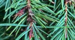 An image of the douglas fir male cones on the branch in the Rowan University Arboretum, Glassboro New Jersey.